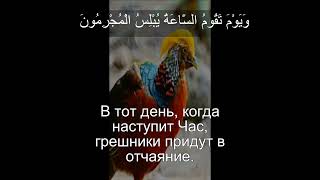 Коран Сура АрРум  3012  Чтение Корана с русским переводом  Quran Translation in Russian [upl. by Llerryt]