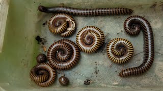 The Best Millipedes FoldUp Ever How To To Find Giant Millipedes Insects [upl. by Ailey293]