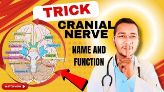 cranial nerve overview Function  Trick for their name  list of cranial nerve tricks [upl. by Deckert776]