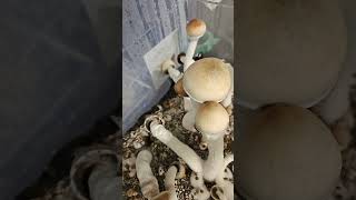 Growing 3 Types of mushrooms together final update [upl. by Aryn]