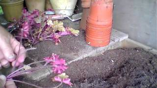 Propagating Heucheras from old plants [upl. by Shaefer]