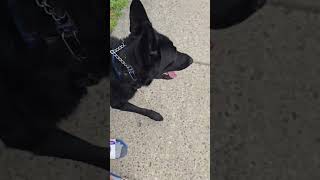 Draco the aggressive dog reactive Black German Shepherd [upl. by Orfinger1]