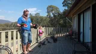 Hand Feeding Wild Australian Parrots [upl. by Nekial349]