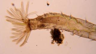 Freshwater polychaete worm [upl. by Eelir]