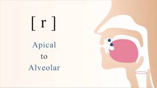 r  voiced apical alveolar trill [upl. by Isis]