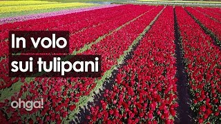 In volo sui campi di tulipani olandesi storia del fiore più colorato che la natura ci ha donato [upl. by Ayerf]