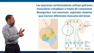 Corteza Motora [upl. by Ludlew]