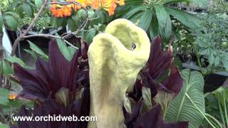 Orchid Web  Amorphophallus titanum [upl. by De Witt]