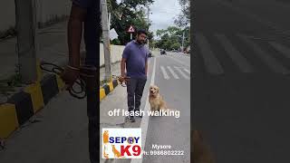 Off leash walkinggoldenretriever doglover dogtraining dogshorts dogwalk [upl. by Nerro]