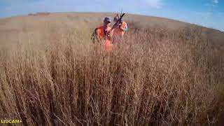 Pheasant Hunting in Kansas Stockmen47 [upl. by Oswal]