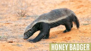 बिज्जू  Honey Badger  जानें क्या है honeybadger junglekiduniya wildlife kahani storytime yt [upl. by Enirehs]