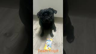 Dentastix Pedigree Team Triyit UK [upl. by Annanhoj]