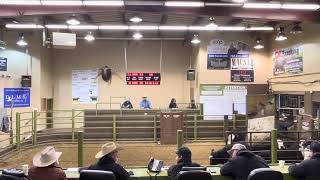 Kyle Soderberg selling cattle November 2024 [upl. by Gherlein]