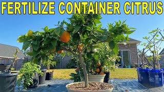 Complete Guide To FERTILIZING CITRUS TREES In Containers [upl. by Nwahsal494]