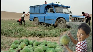 Planting and harvesting watermelon seeds in the village [upl. by Notsnarc232]