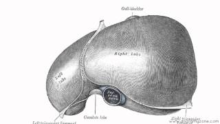 Peritoneal Cavity  Part 2  Ligaments of the Liver  Anatomy Tutorial [upl. by Pillyhp]