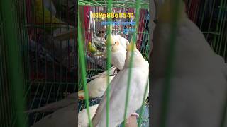 কোকাটেল পাখি পাখিরহাট২০২৪ birdslover birds [upl. by Hcurob]