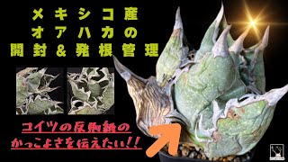 オアハカオテロイ発根管理‼️とうとう手に入れた現地オテロイを発根させてかっこよさを伝える動画です！ [upl. by Yvonner]