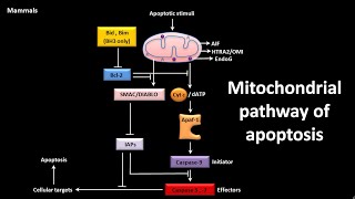 Mitochondrial pathway of apoptosis [upl. by Caddric]