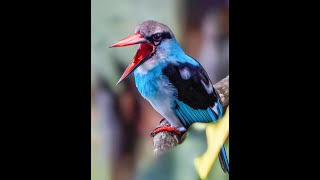 Calling of Blue breasted Kingfisher [upl. by Spenser525]