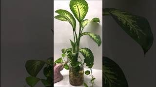 Dieffenbachia and Pothos Plants in Water for Indoor Decor houseplants dieffenbachia pothos [upl. by Jacquet]