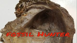 A Winter Fossil Hunt In Big Brook NJ I Had An AWESOME FIND [upl. by Hameean325]