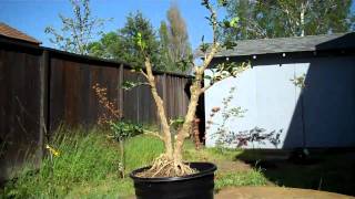 How to create a Boxwood Bonsai Part 2 Final Pruning and potting [upl. by Cicero]