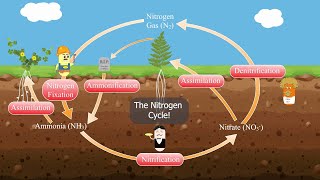 The Nitrogen Cycle [upl. by Ravi333]