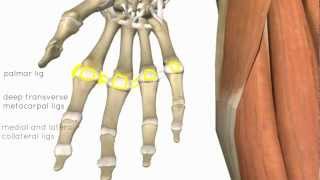 Wrist and Hand Joints  3D Anatomy Tutorial [upl. by Gora]