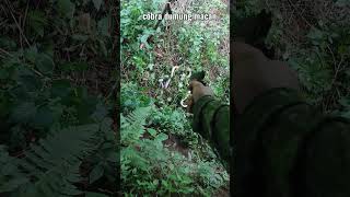 dipo p3 vs cobra dumung macan airgunpcp pcprifle [upl. by Gwenny]