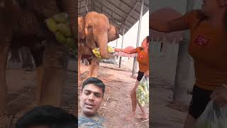 Elephant 🐘🦏🐘🦏 funny musicgenre eatingchallengeshow [upl. by Drarig377]