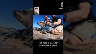 Seal Rescue Salute to OceanConservationNamibia 🙏 shorts [upl. by Walls]