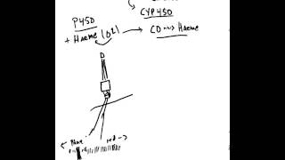 What are Cytochrome P 450 Enzymes [upl. by Cordova]