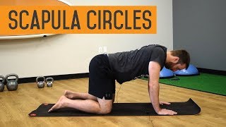 Scapula Circles  Scapular Control Exercises [upl. by Zohara815]