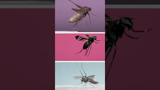 3 Amazing Flies in Flight [upl. by Ahseetal]