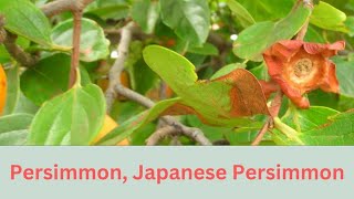 Diospyros kaki Growing Guide Japanese Persimmon tree by Gardeners HQ [upl. by Ekoorb758]