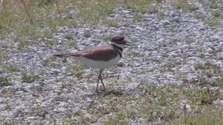 Baby Killdeer [upl. by Neelya]