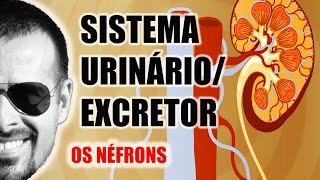 Sistema ExcretorUrinário  Néfron A unidade funcional dos Rins  Anatomia Humana  VideoAula 031 [upl. by Ahsitra814]