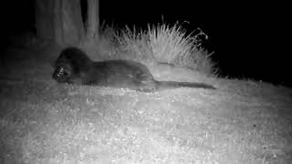 Otter Sampford Peverell Grand Western Canal [upl. by Hsetim]