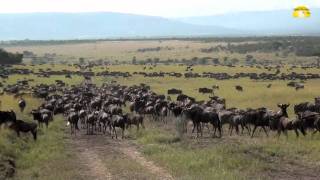 Die Große Migration in der Serengeti in Tansania  © Abendsonne Afrika [upl. by Amehsat816]