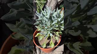 Senecio kleiniiformis 🌼💙  Punta de Lanza [upl. by Laehpar113]