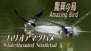 【驚異の鳥】鳥類最速！ハリオアマツバメ The “amazing Bird”  the fastest bird species The Whitethroated Needletail [upl. by Ichabod]