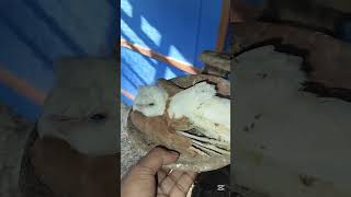 The hobby pigeon is deadpigeonpigeon pigeonbreed racerpigeon shortvideo kabutar racingpigeo [upl. by Sunil308]