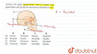 Examine the given diagrammatic view of human skull given below and identify the skull bones labelle [upl. by Danas]