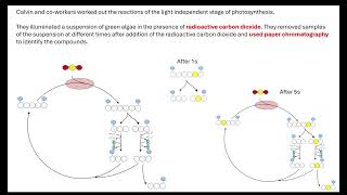 Calvin cycle OCR A ALevel Biology Revision 521 Photosynthesis [upl. by Eikcuhc519]