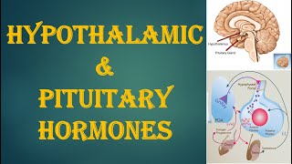 Hypothalamic amp Pituitary Hormones [upl. by Winfred255]