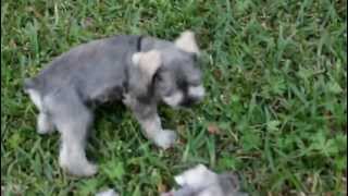 Mini Schnauzer Puppies Playing in Backyard [upl. by Arimahs462]