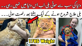 World’s Fattest Cat Crumbs Passes Away [upl. by Dnomyad]