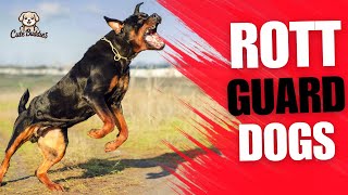 Discover Why Rottweilers Are Top Guard Dogs [upl. by Ahcim412]