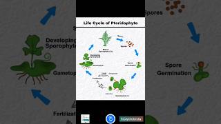 Life Cycle of a Pteridophyte Fern  NEET ke dosto ke sath share karo fata fat [upl. by Greeson677]